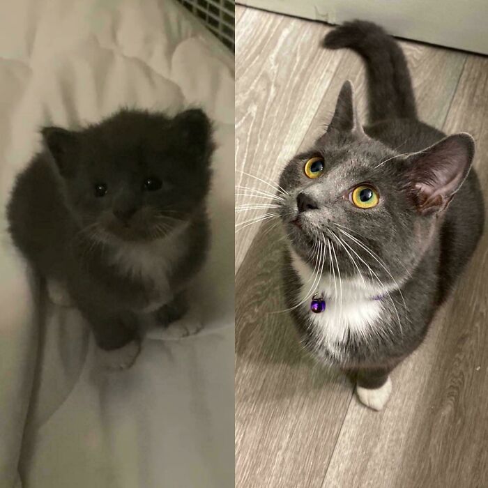 139 Pics Of Cute, Smol, Majestic And Charming Cats To Heal Your Soul