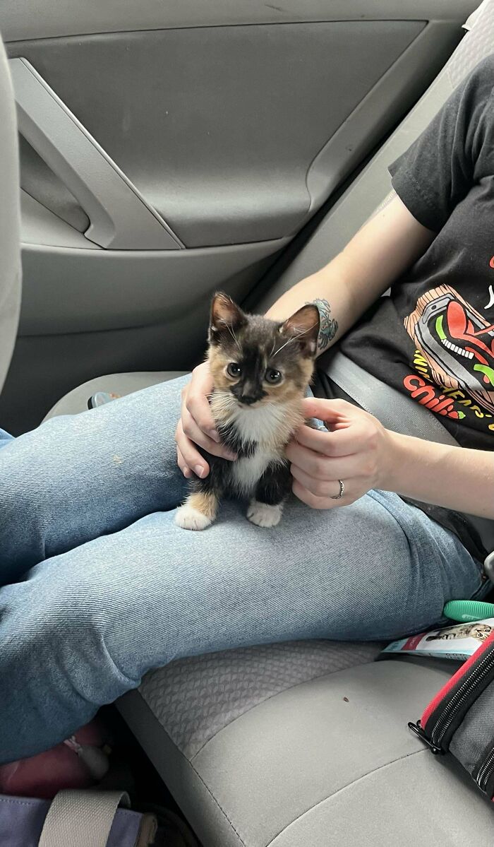 139 Pics Of Cute, Smol, Majestic And Charming Cats To Heal Your Soul