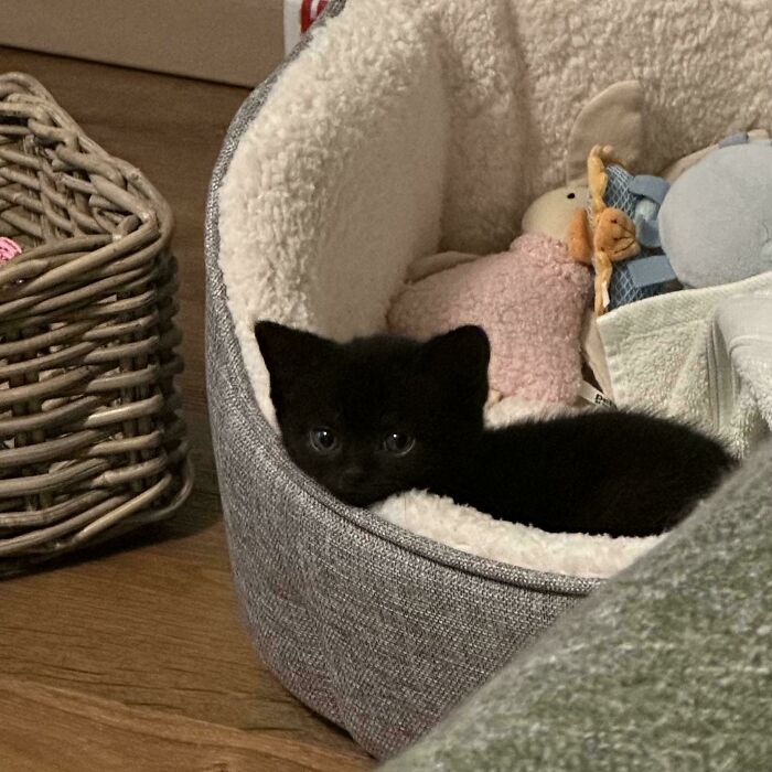 139 Pics Of Cute, Smol, Majestic And Charming Cats To Heal Your Soul