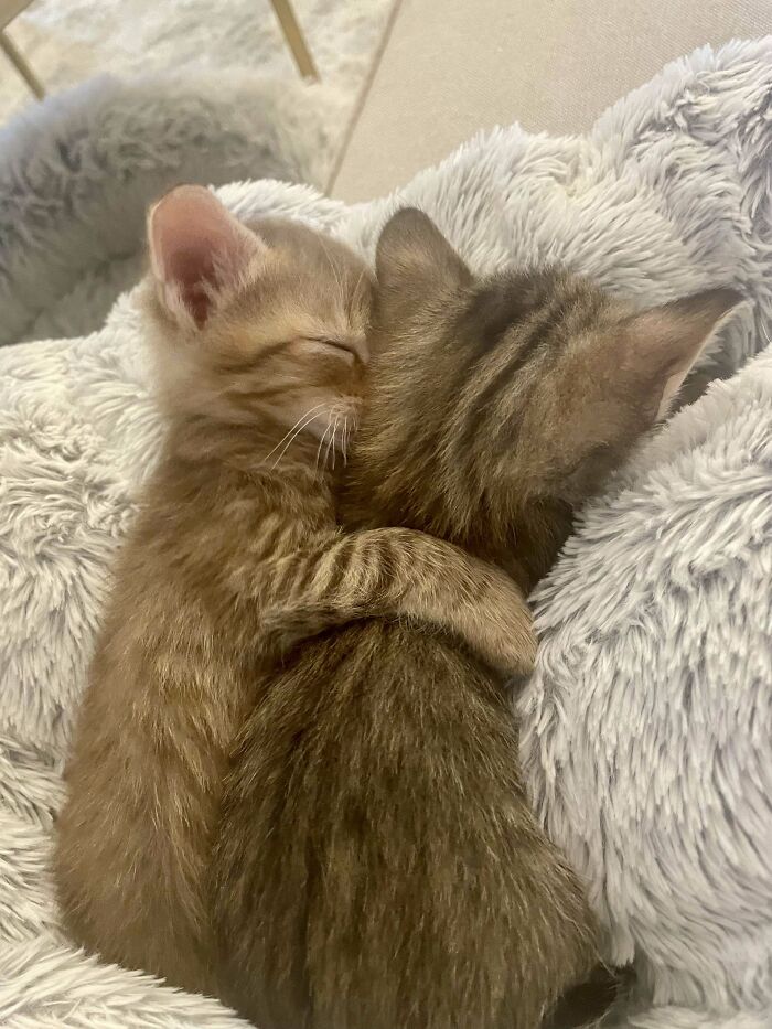 139 Pics Of Cute, Smol, Majestic And Charming Cats To Heal Your Soul