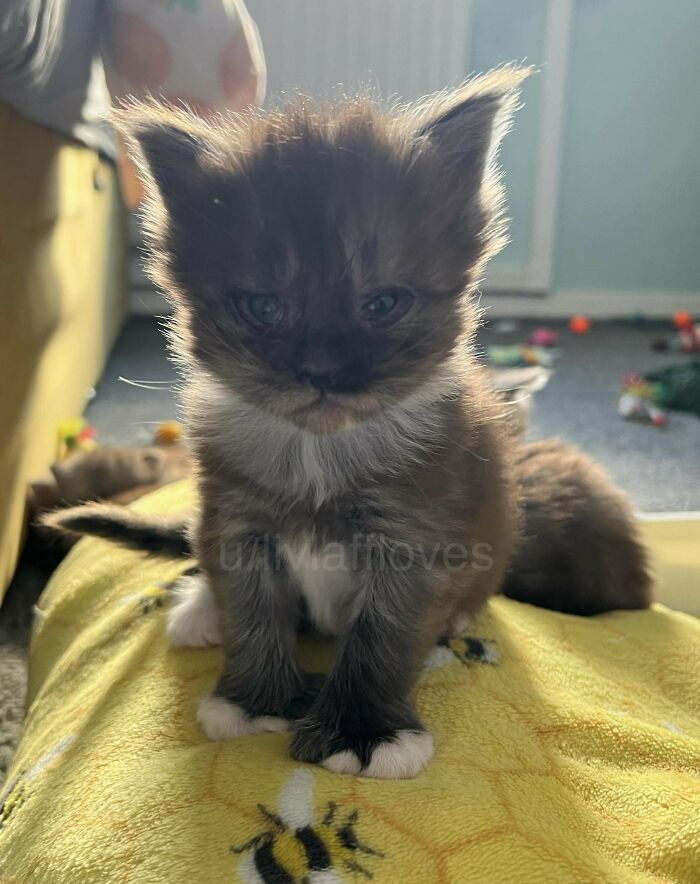 139 Pics Of Cute, Smol, Majestic And Charming Cats To Heal Your Soul