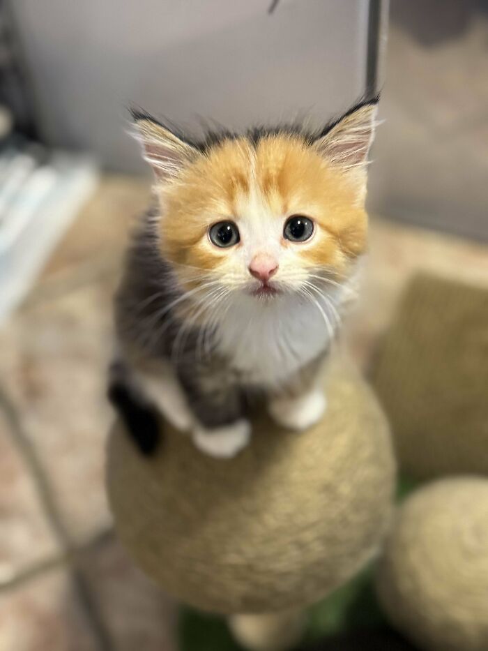 139 Pics Of Cute, Smol, Majestic And Charming Cats To Heal Your Soul