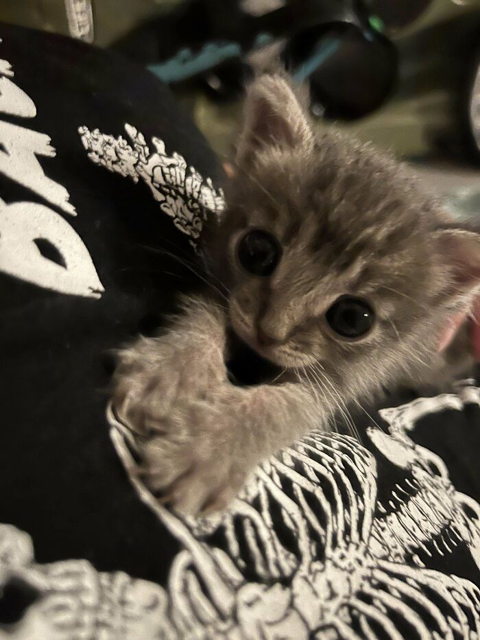 139 Pics Of Cute, Smol, Majestic And Charming Cats To Heal Your Soul