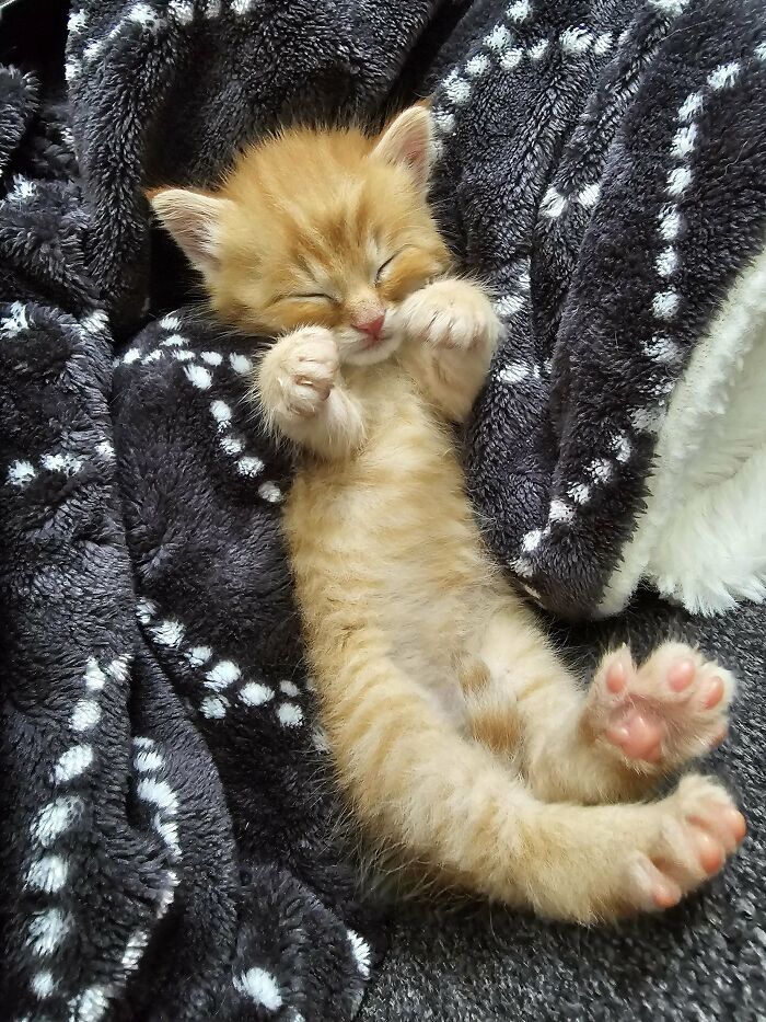 139 Pics Of Cute, Smol, Majestic And Charming Cats To Heal Your Soul