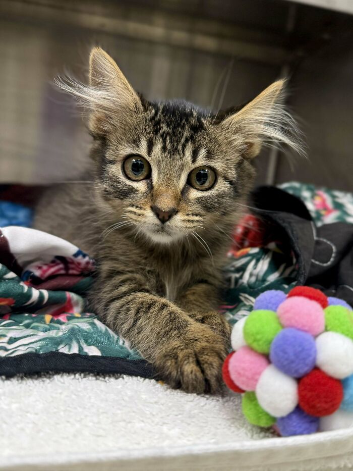 139 Pics Of Cute, Smol, Majestic And Charming Cats To Heal Your Soul