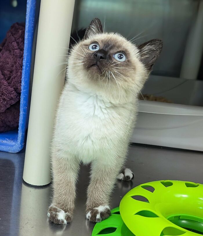 139 Pics Of Cute, Smol, Majestic And Charming Cats To Heal Your Soul
