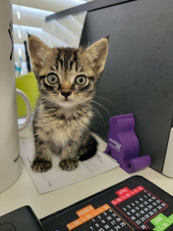 139 Pics Of Cute, Smol, Majestic And Charming Cats To Heal Your Soul