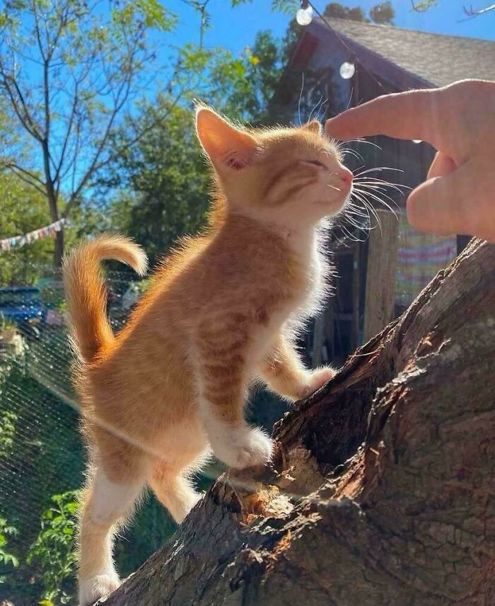 139 Pics Of Cute, Smol, Majestic And Charming Cats To Heal Your Soul