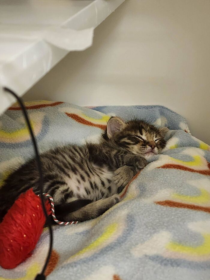 139 Pics Of Cute, Smol, Majestic And Charming Cats To Heal Your Soul