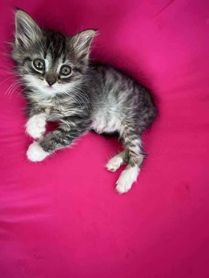 139 Pics Of Cute, Smol, Majestic And Charming Cats To Heal Your Soul