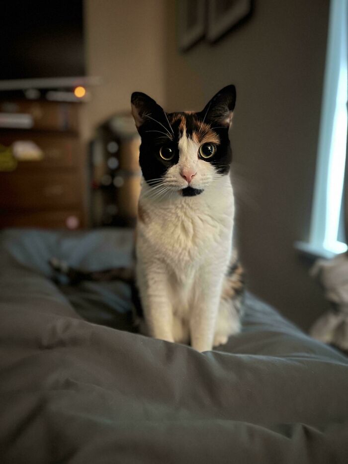 139 Pics Of Cute, Smol, Majestic And Charming Cats To Heal Your Soul