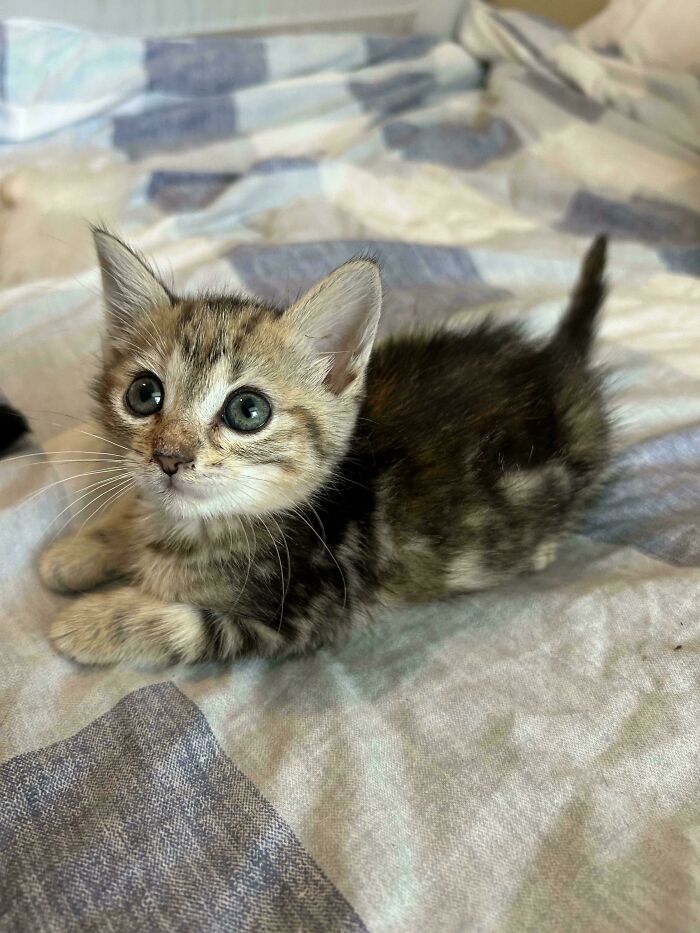 139 Pics Of Cute, Smol, Majestic And Charming Cats To Heal Your Soul