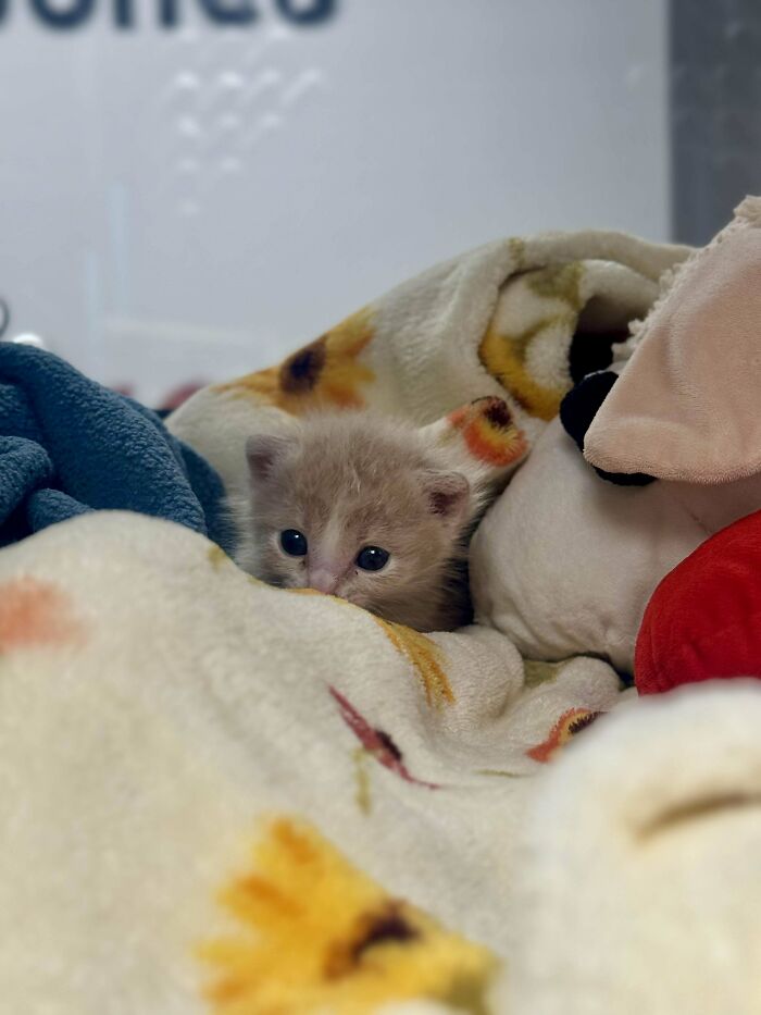 139 Pics Of Cute, Smol, Majestic And Charming Cats To Heal Your Soul