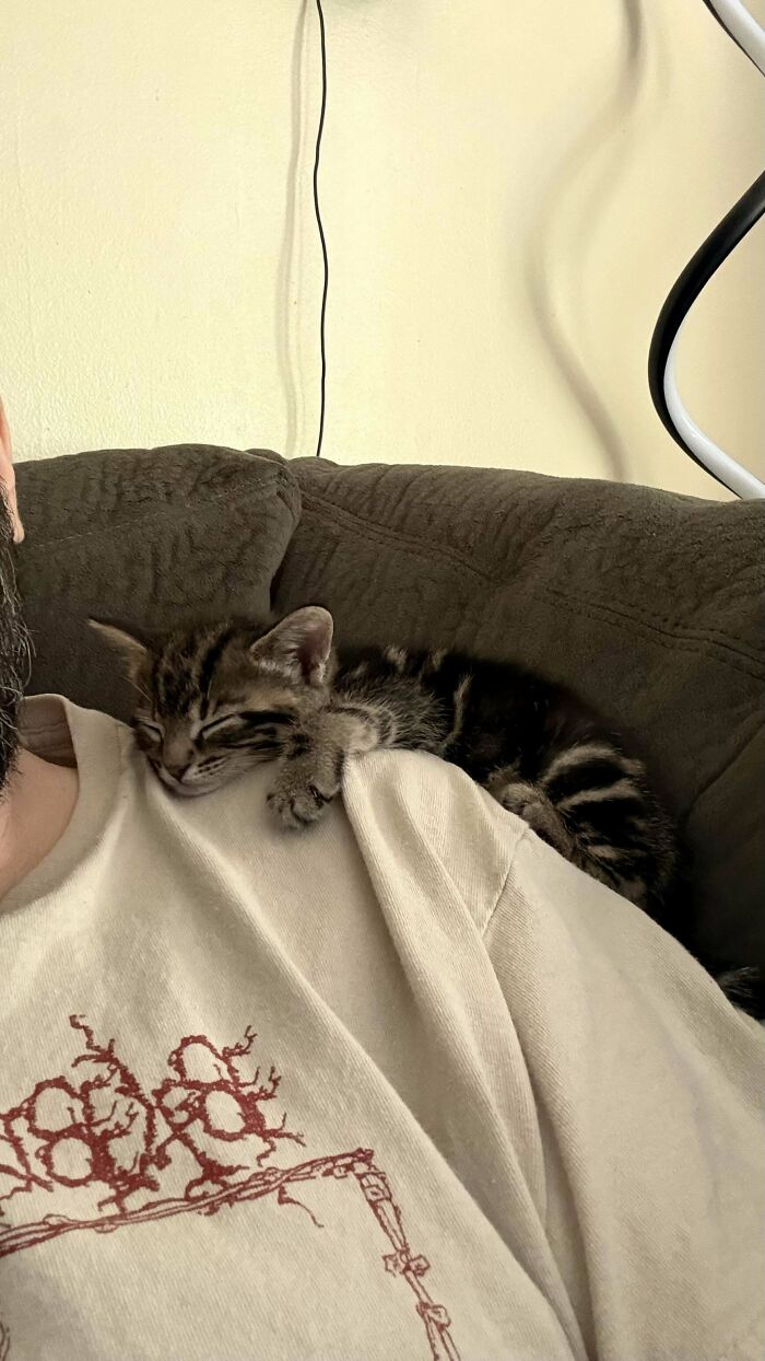139 Pics Of Cute, Smol, Majestic And Charming Cats To Heal Your Soul
