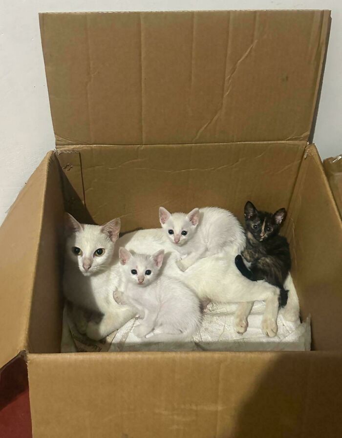 139 Pics Of Cute, Smol, Majestic And Charming Cats To Heal Your Soul