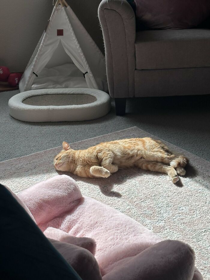 139 Pics Of Cute, Smol, Majestic And Charming Cats To Heal Your Soul