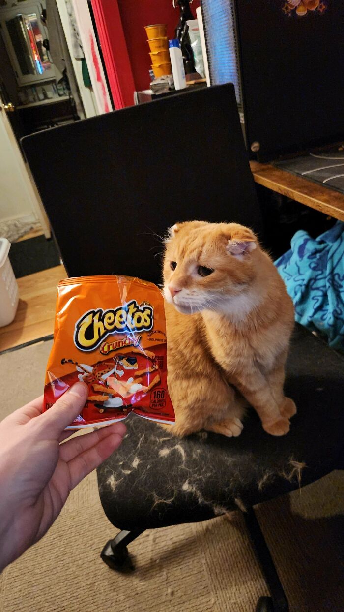 139 Pics Of Cute, Smol, Majestic And Charming Cats To Heal Your Soul