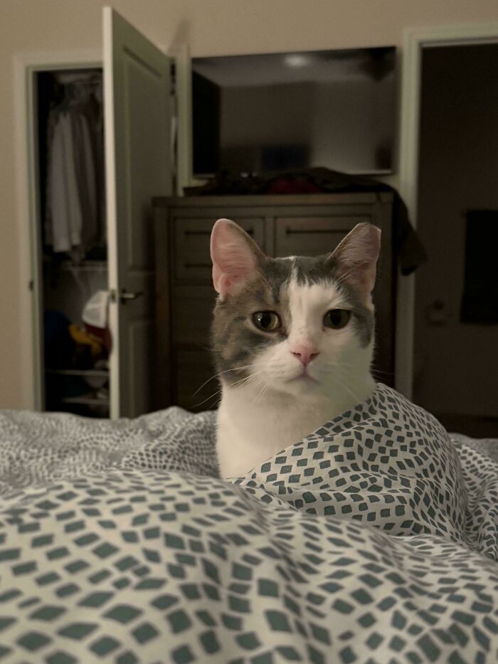 139 Pics Of Cute, Smol, Majestic And Charming Cats To Heal Your Soul
