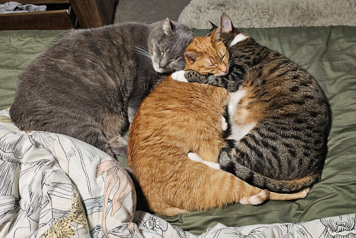 139 Pics Of Cute, Smol, Majestic And Charming Cats To Heal Your Soul