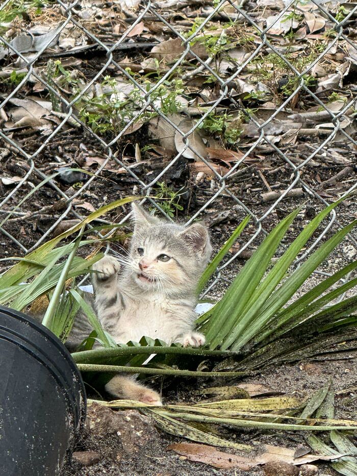 139 Pics Of Cute, Smol, Majestic And Charming Cats To Heal Your Soul