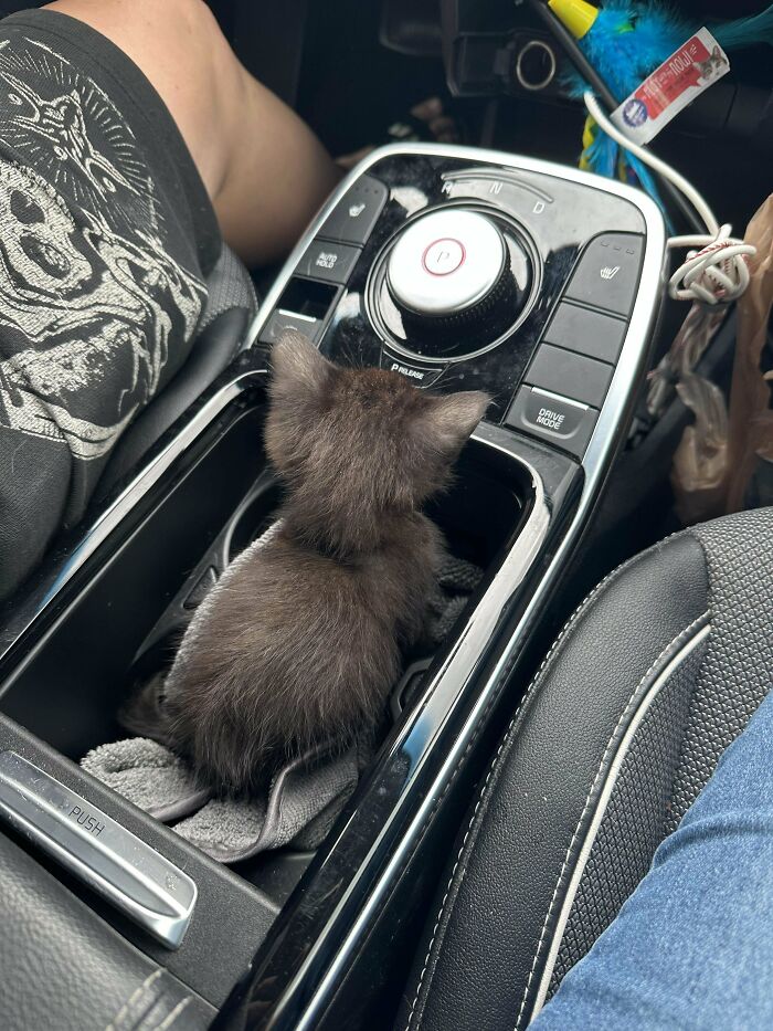 139 Pics Of Cute, Smol, Majestic And Charming Cats To Heal Your Soul