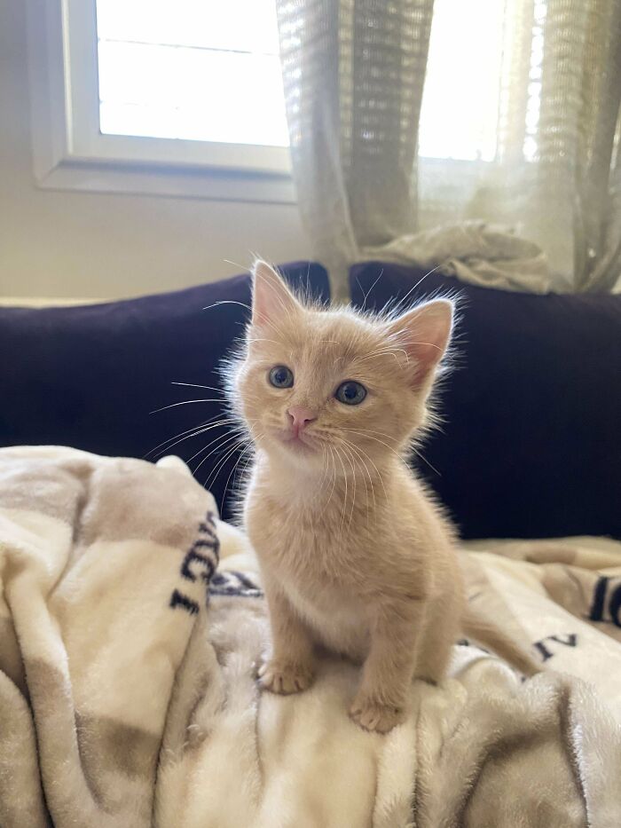 139 Pics Of Cute, Smol, Majestic And Charming Cats To Heal Your Soul