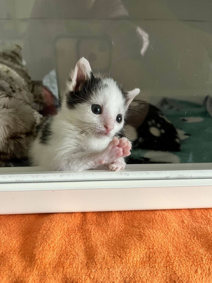 139 Pics Of Cute, Smol, Majestic And Charming Cats To Heal Your Soul