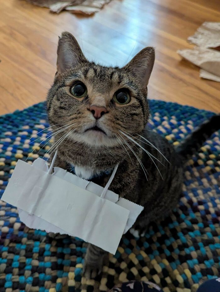 139 Pics Of Cute, Smol, Majestic And Charming Cats To Heal Your Soul