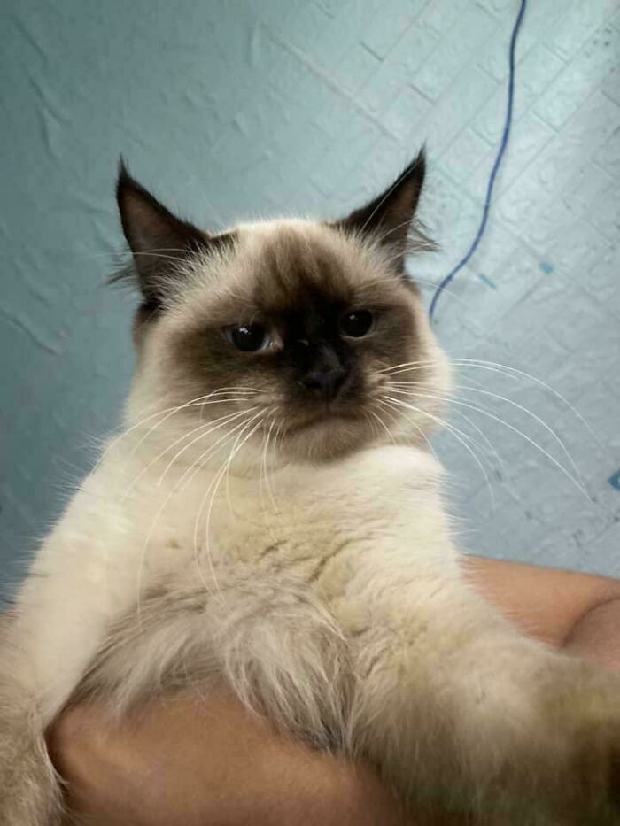 139 Pics Of Cute, Smol, Majestic And Charming Cats To Heal Your Soul