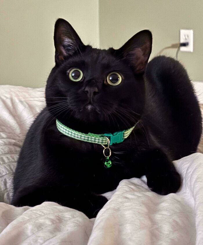 139 Pics Of Cute, Smol, Majestic And Charming Cats To Heal Your Soul