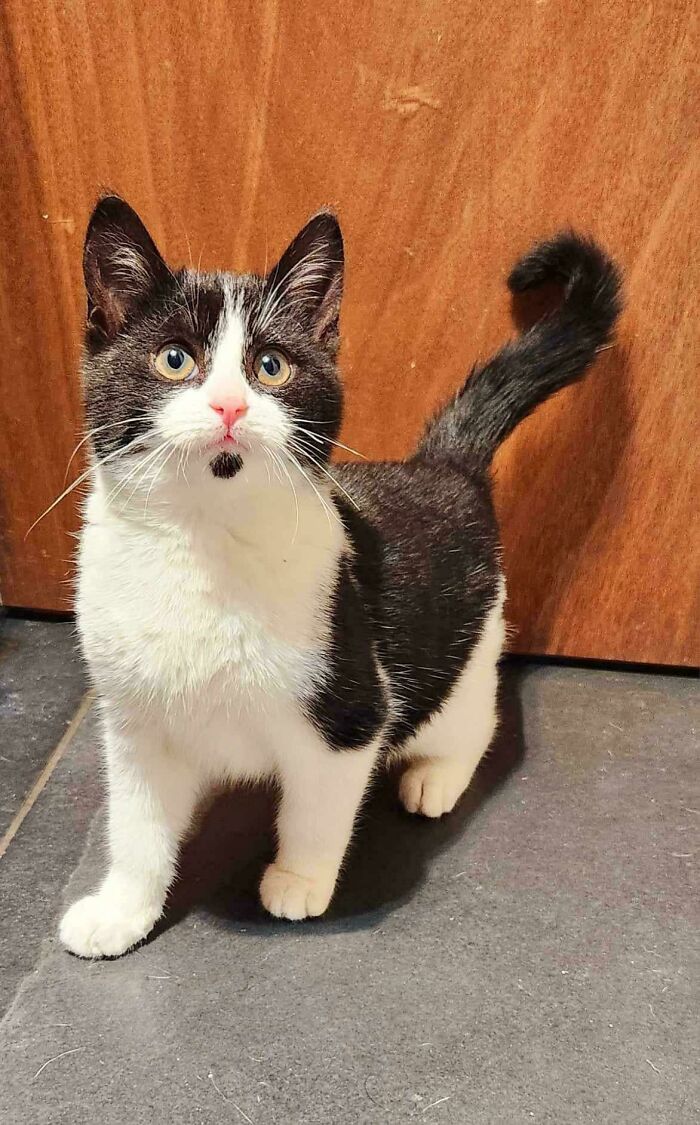 139 Pics Of Cute, Smol, Majestic And Charming Cats To Heal Your Soul