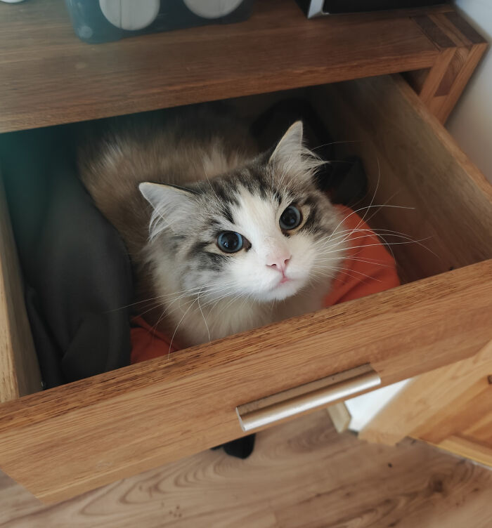 139 Pics Of Cute, Smol, Majestic And Charming Cats To Heal Your Soul