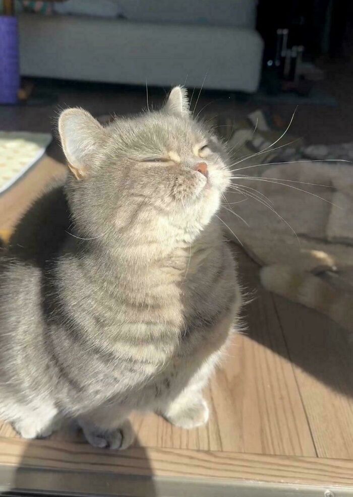 139 Pics Of Cute, Smol, Majestic And Charming Cats To Heal Your Soul