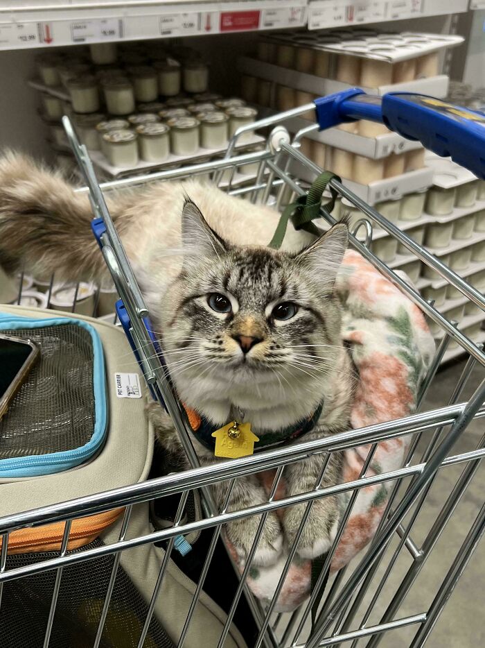 139 Pics Of Cute, Smol, Majestic And Charming Cats To Heal Your Soul