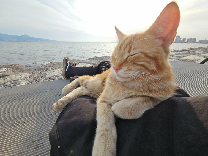 139 Pics Of Cute, Smol, Majestic And Charming Cats To Heal Your Soul