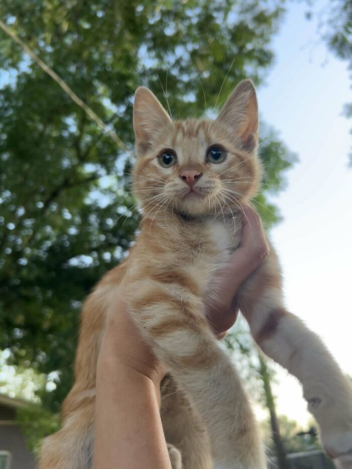 139 Pics Of Cute, Smol, Majestic And Charming Cats To Heal Your Soul