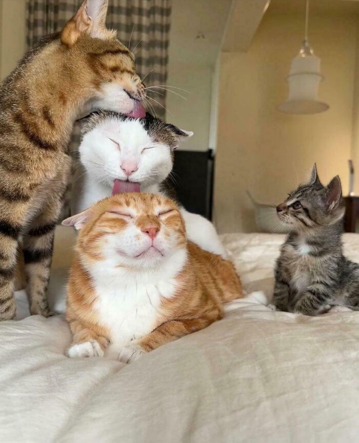 139 Pics Of Cute, Smol, Majestic And Charming Cats To Heal Your Soul