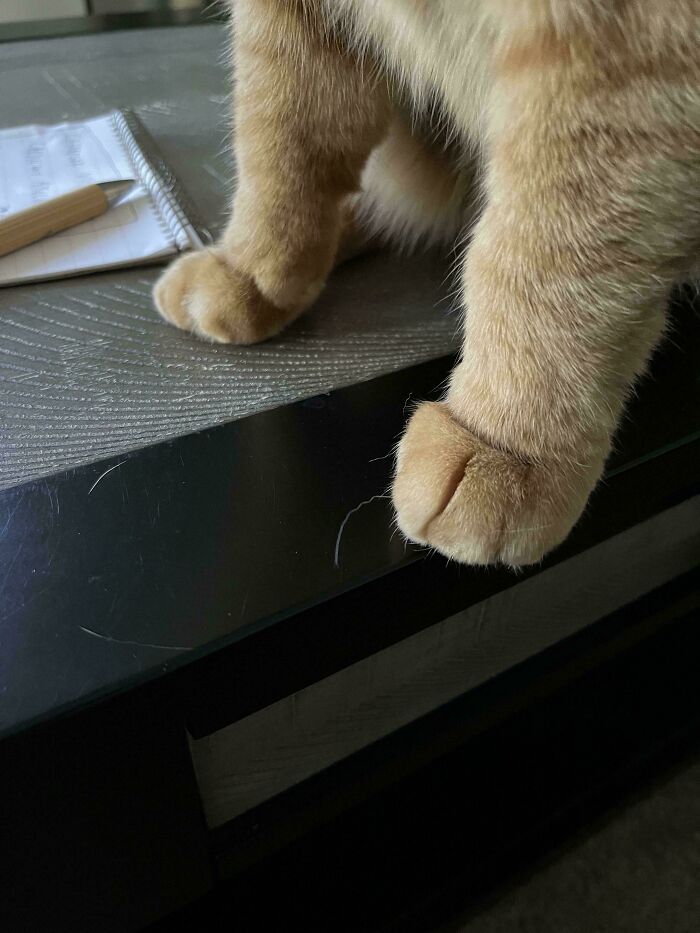 139 Pics Of Cute, Smol, Majestic And Charming Cats To Heal Your Soul
