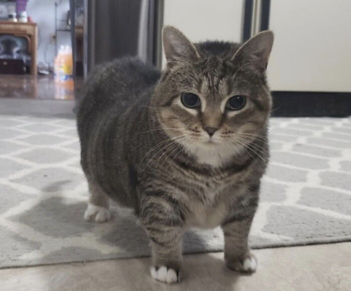 139 Pics Of Cute, Smol, Majestic And Charming Cats To Heal Your Soul