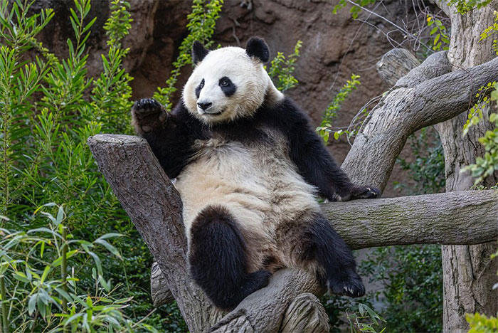 The Biological Illusion That Makes Pandas Look Far Less Dangerous Than They Actually Are