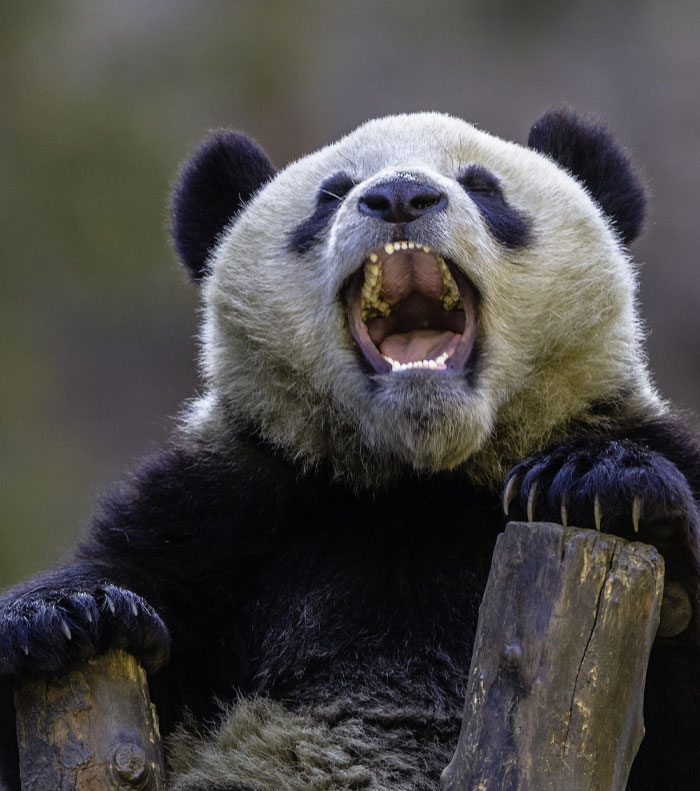 The Biological Illusion That Makes Pandas Look Far Less Dangerous Than They Actually Are