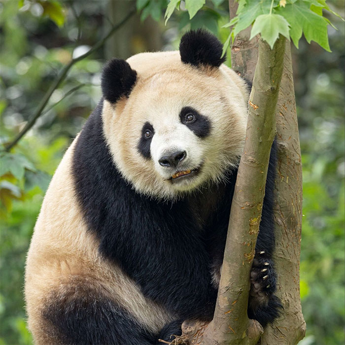 The Biological Illusion That Makes Pandas Look Far Less Dangerous Than They Actually Are