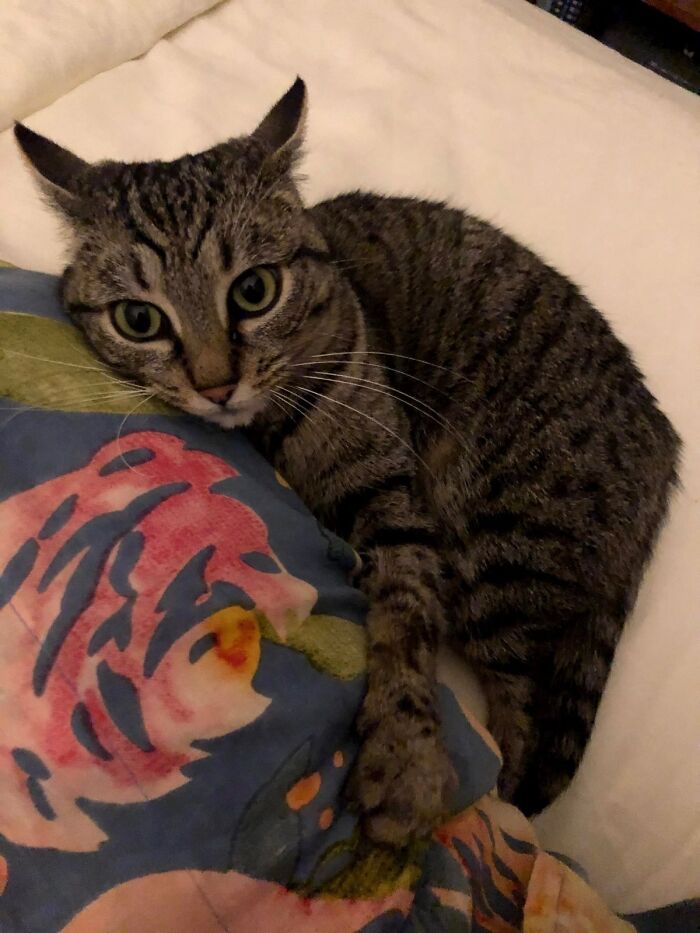 80 Aww-Inducing Pics Of Cats That Are Impossible Not To Enjoy