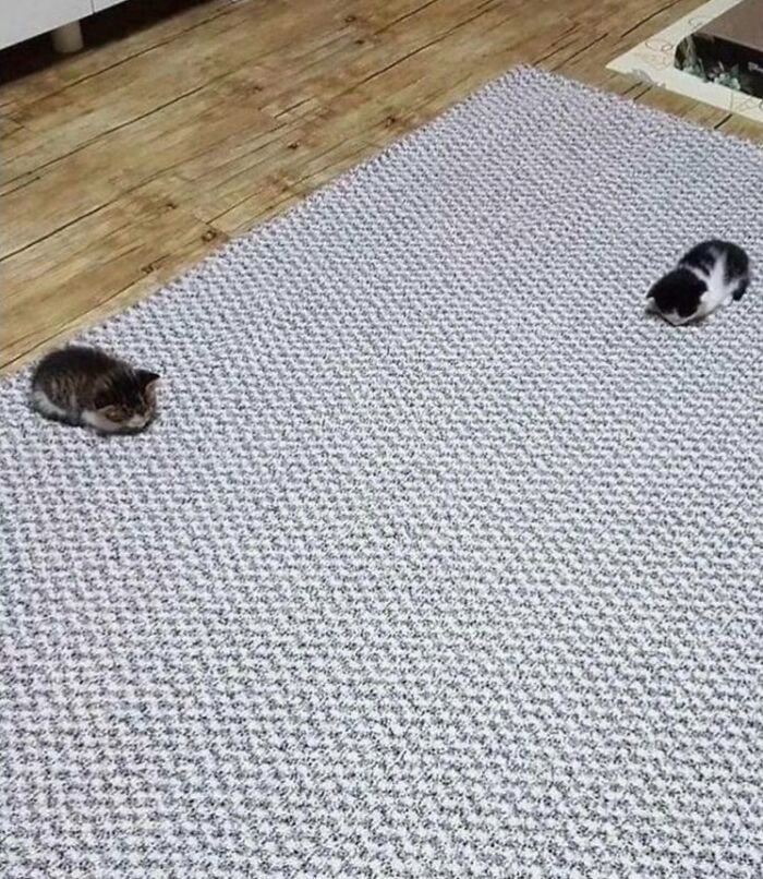 80 Aww-Inducing Pics Of Cats That Are Impossible Not To Enjoy