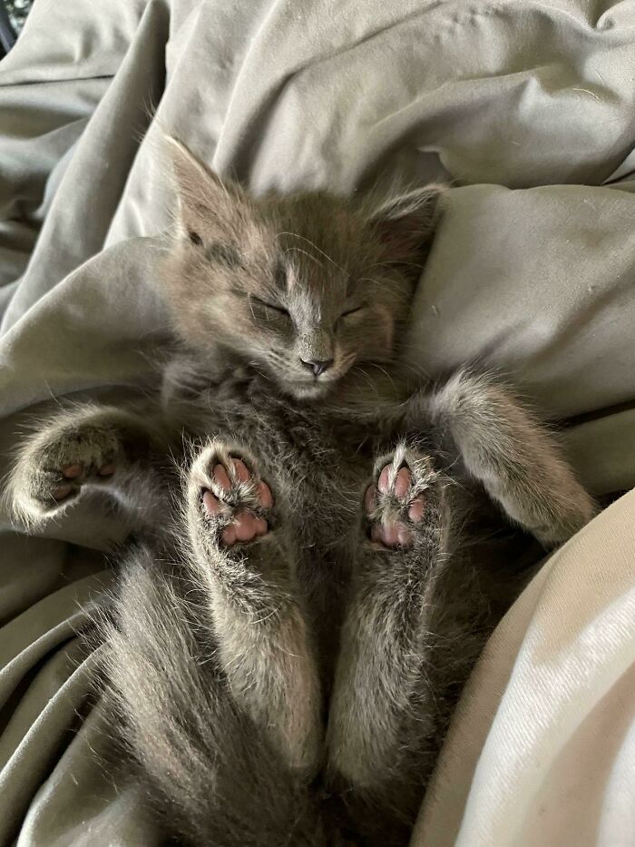 80 Aww-Inducing Pics Of Cats That Are Impossible Not To Enjoy