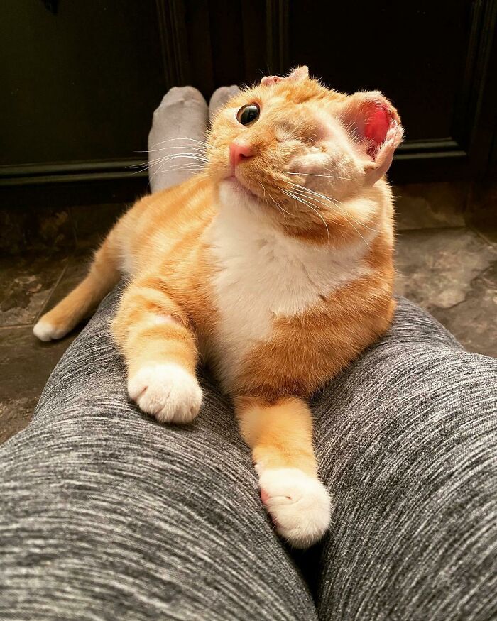 80 Aww-Inducing Pics Of Cats That Are Impossible Not To Enjoy