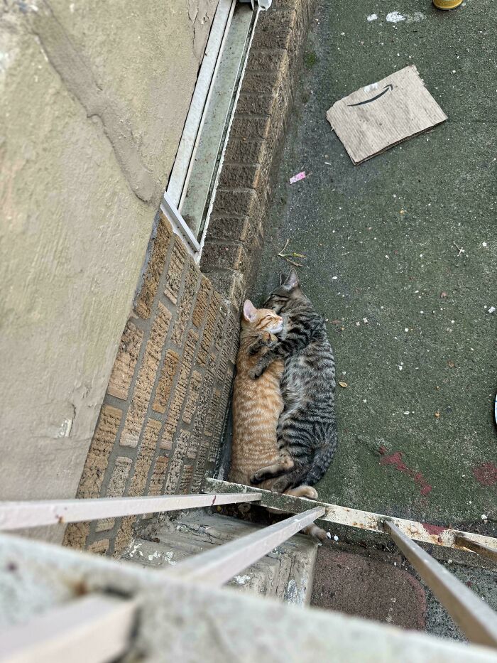 80 Aww-Inducing Pics Of Cats That Are Impossible Not To Enjoy
