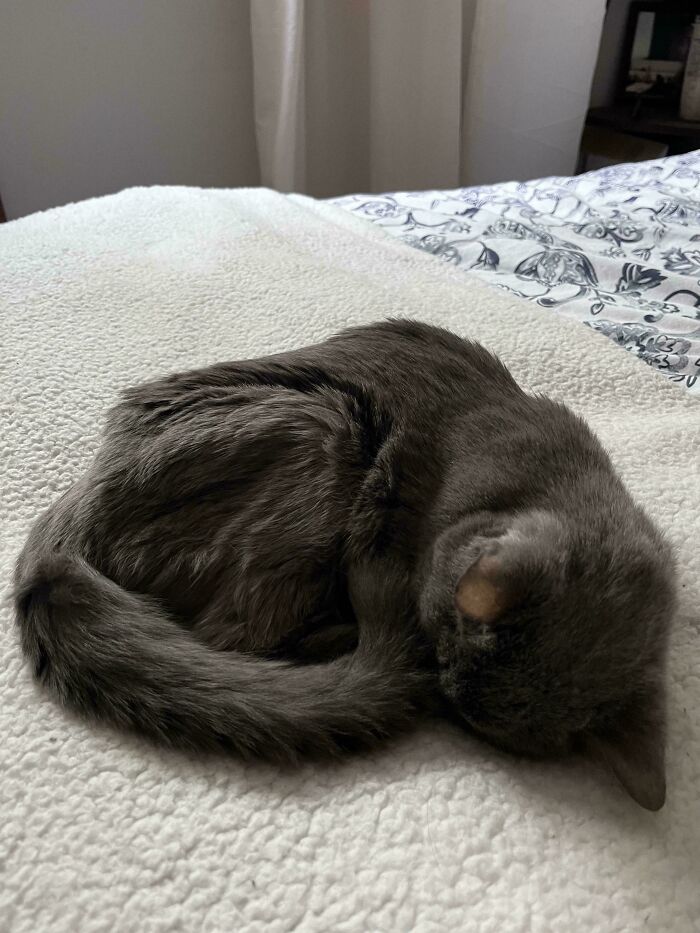 80 Aww-Inducing Pics Of Cats That Are Impossible Not To Enjoy