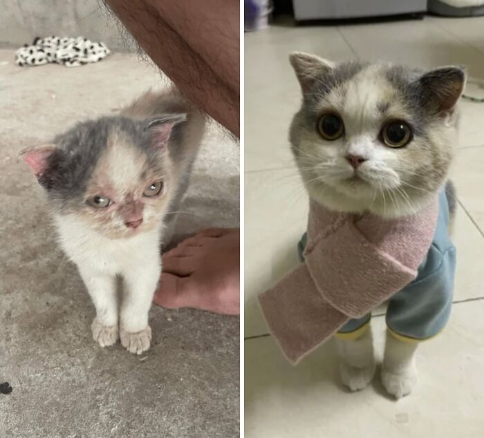 80 Aww-Inducing Pics Of Cats That Are Impossible Not To Enjoy