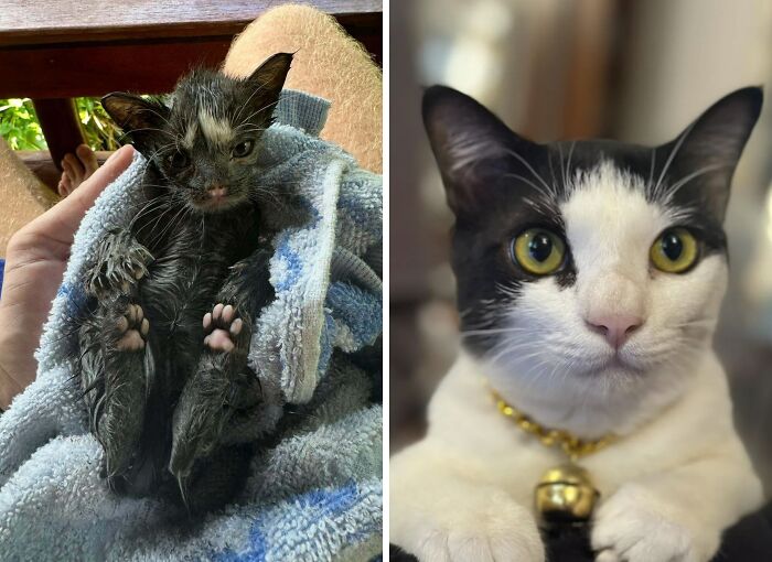 80 Aww-Inducing Pics Of Cats That Are Impossible Not To Enjoy